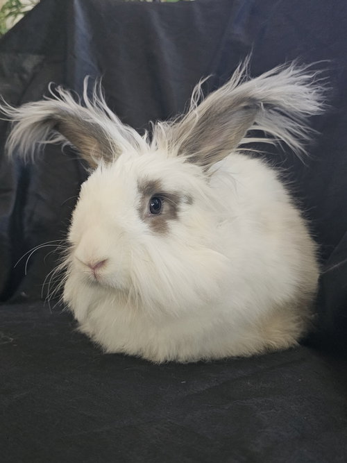 Photo 2 of Sebastian