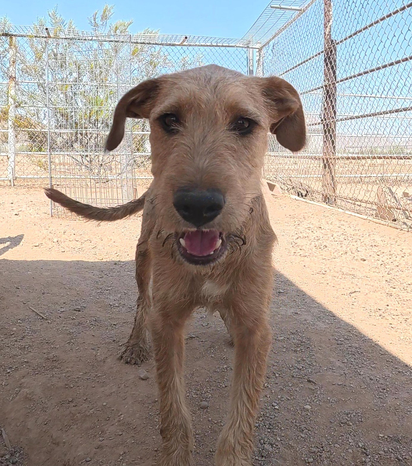 Oliver, Airedale Terrier