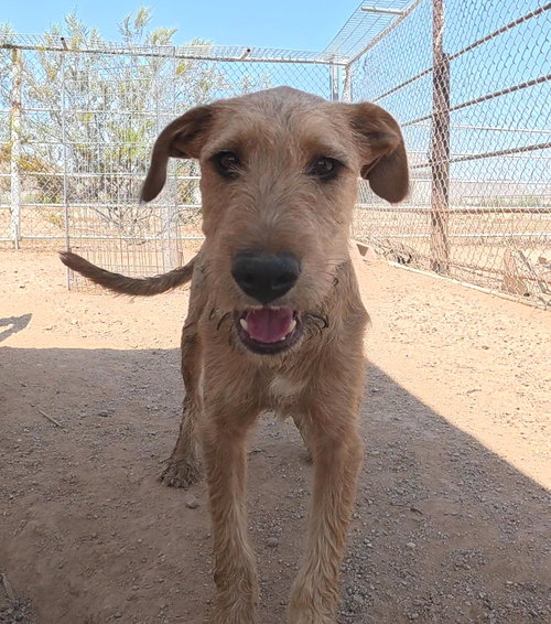 Oliver, a dog for adoption from Central Arizona Animal Rescue