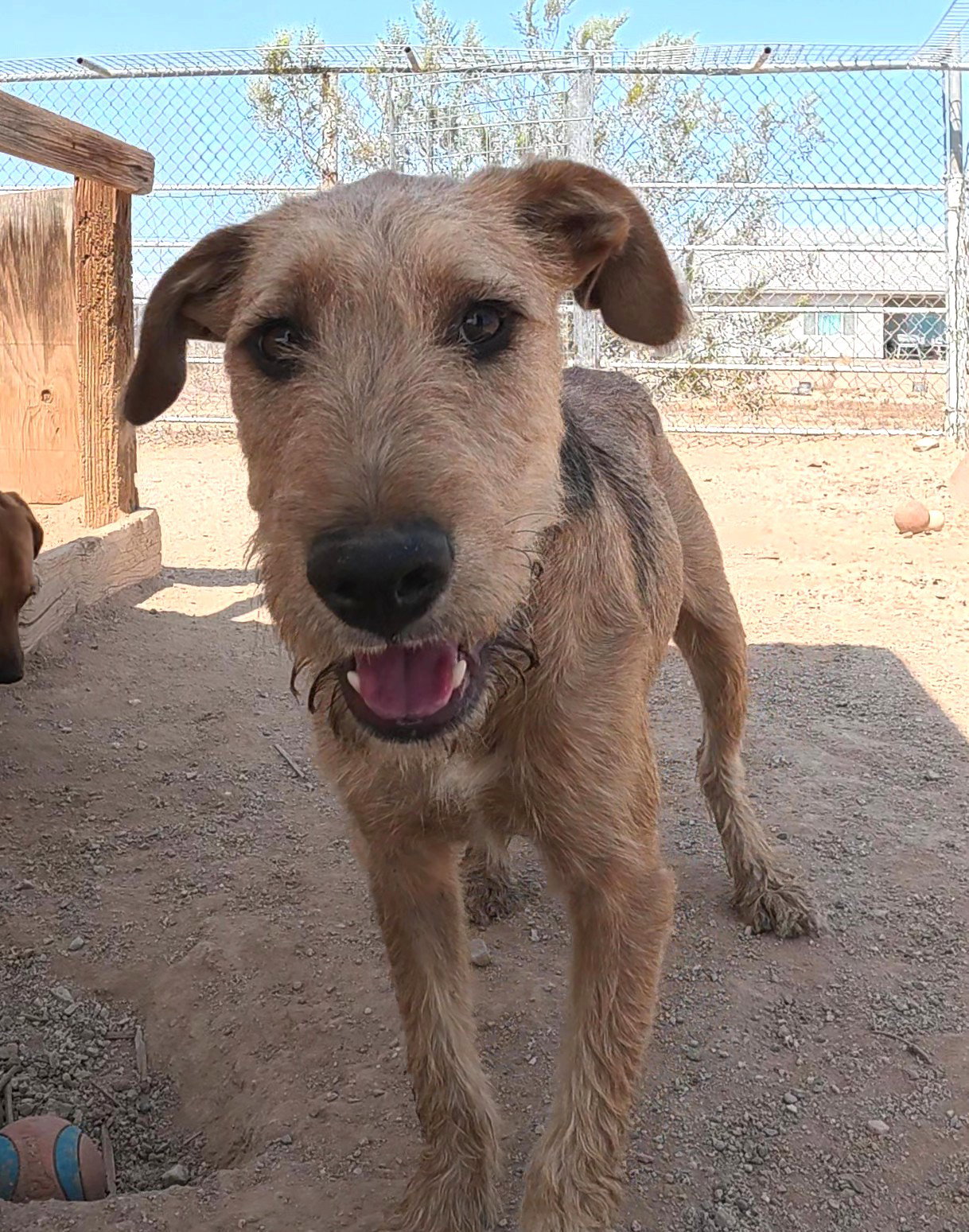 Oliver, photo 2