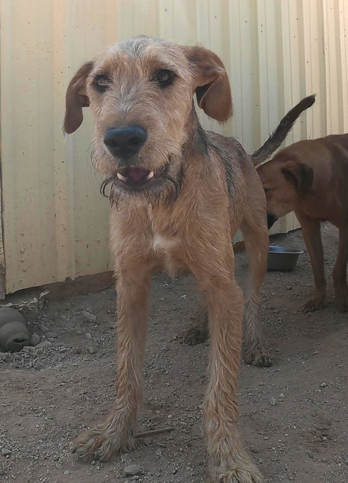 Oliver, photo 13