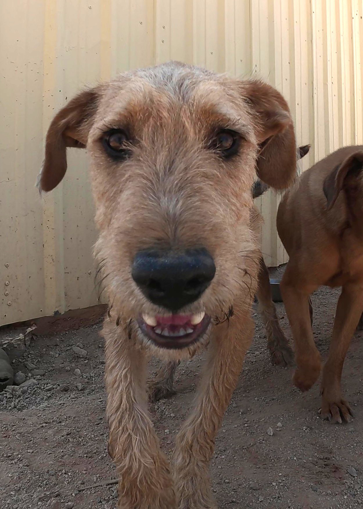 Oliver, photo 14