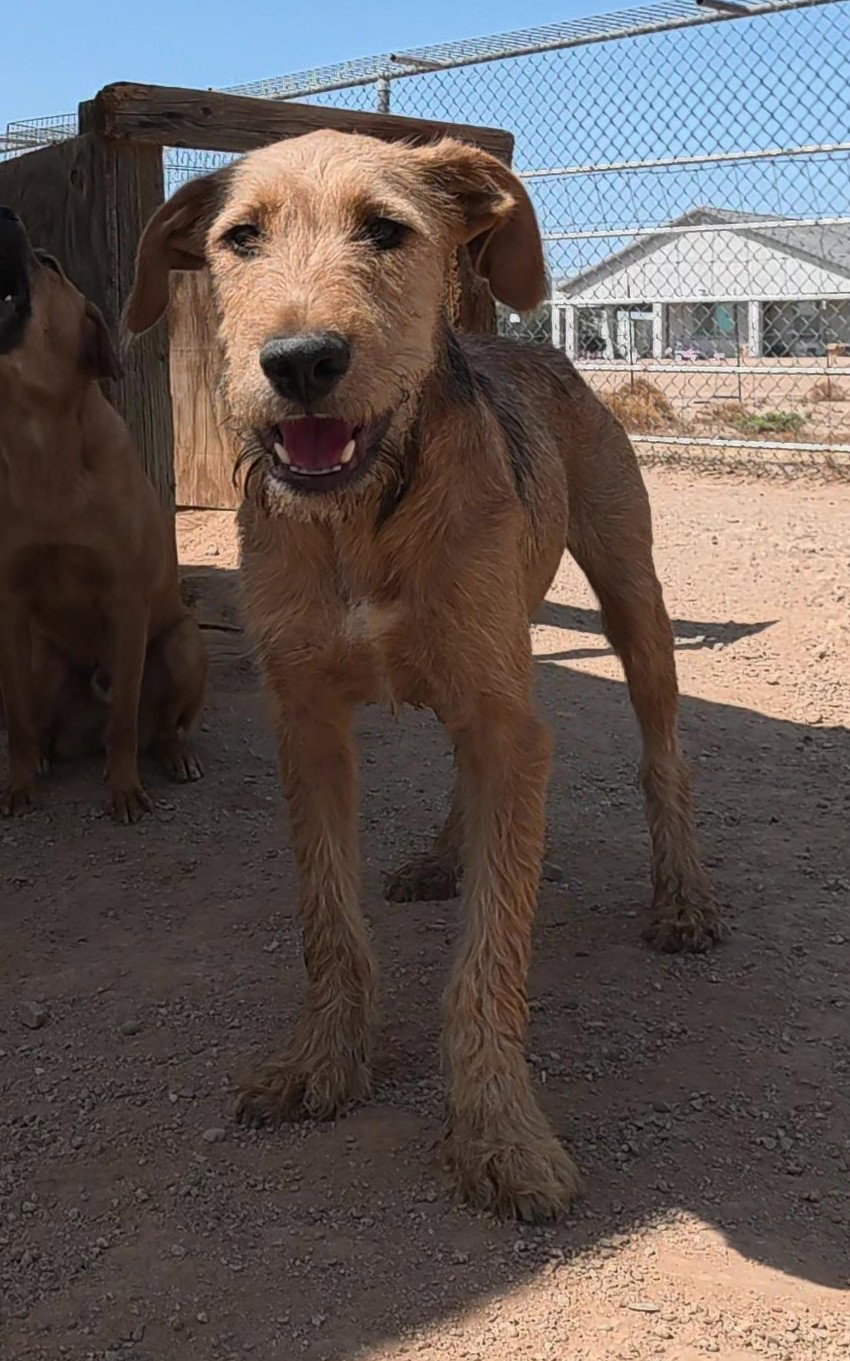 Oliver, photo 15