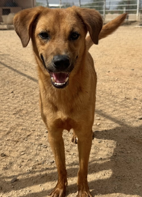 Chip, a dog for adoption from Central Arizona Animal Rescue