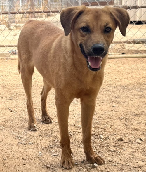 Photo 5 of Chip