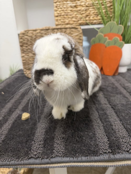 Lexie, a rabbit for adoption from Central Arizona Animal Rescue