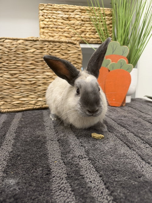 Sesame, a rabbit for adoption from Central Arizona Animal Rescue