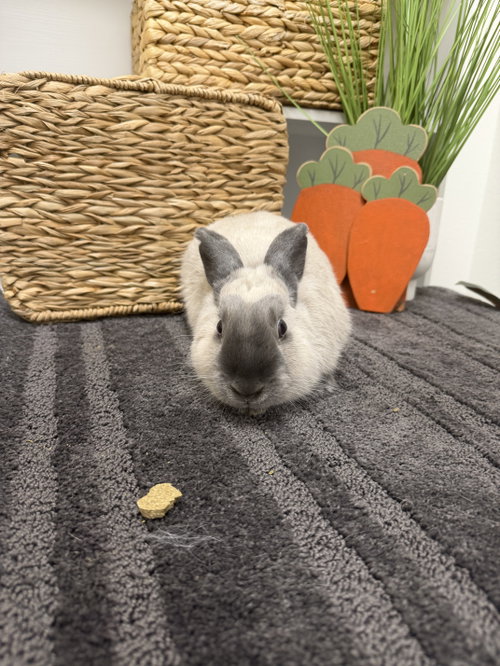 Photo 2 of Sesame