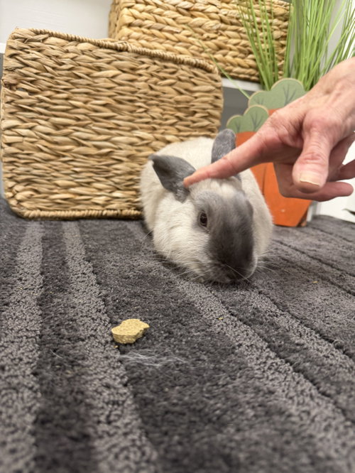 Photo 3 of Sesame