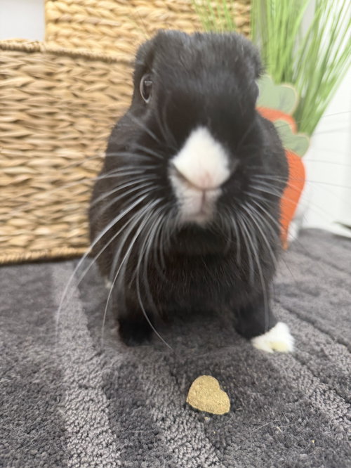 Photo 2 of Bean