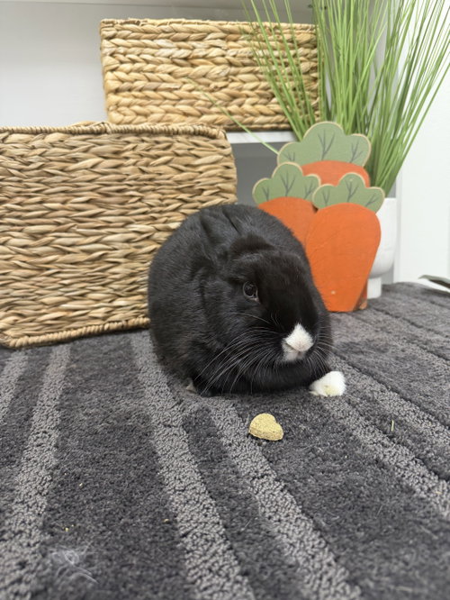 Bean, a rabbit for adoption from Central Arizona Animal Rescue