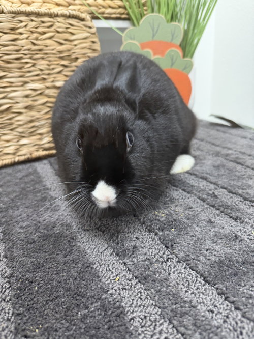 Photo 3 of Bean