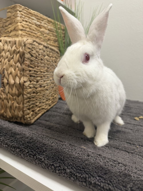 Ophelia, a rabbit for adoption from Central Arizona Animal Rescue