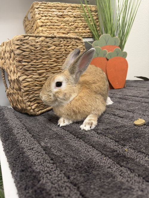 Seymour, a rabbit for adoption from Central Arizona Animal Rescue