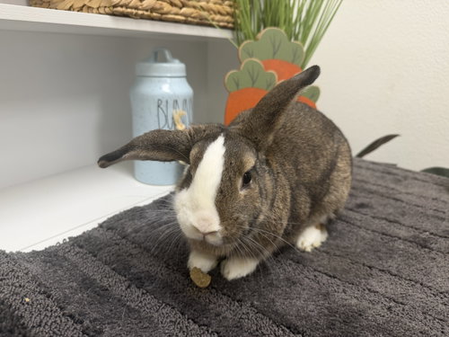 Jazzy, a rabbit for adoption from Central Arizona Animal Rescue