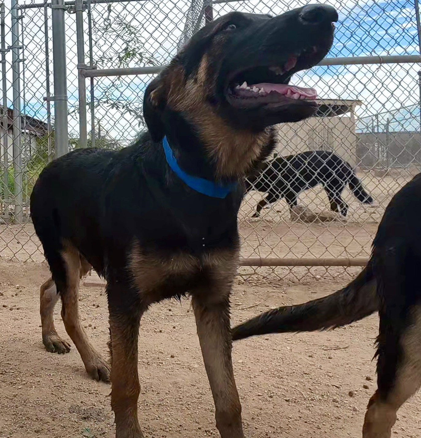 Ranger, German Shepherd Dog