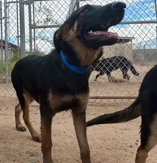 Ranger, a dog for adoption from Central Arizona Animal Rescue