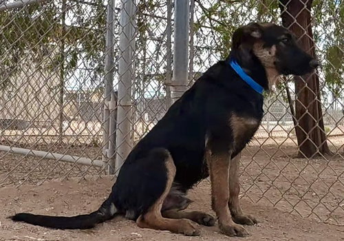 Photo 4 of Ranger