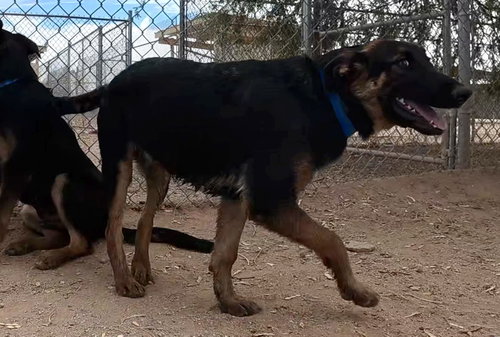 Photo 5 of Ranger