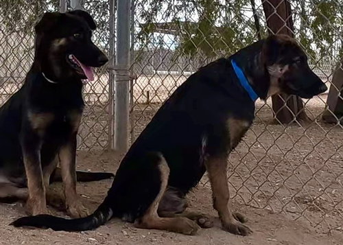 Photo 6 of Ranger