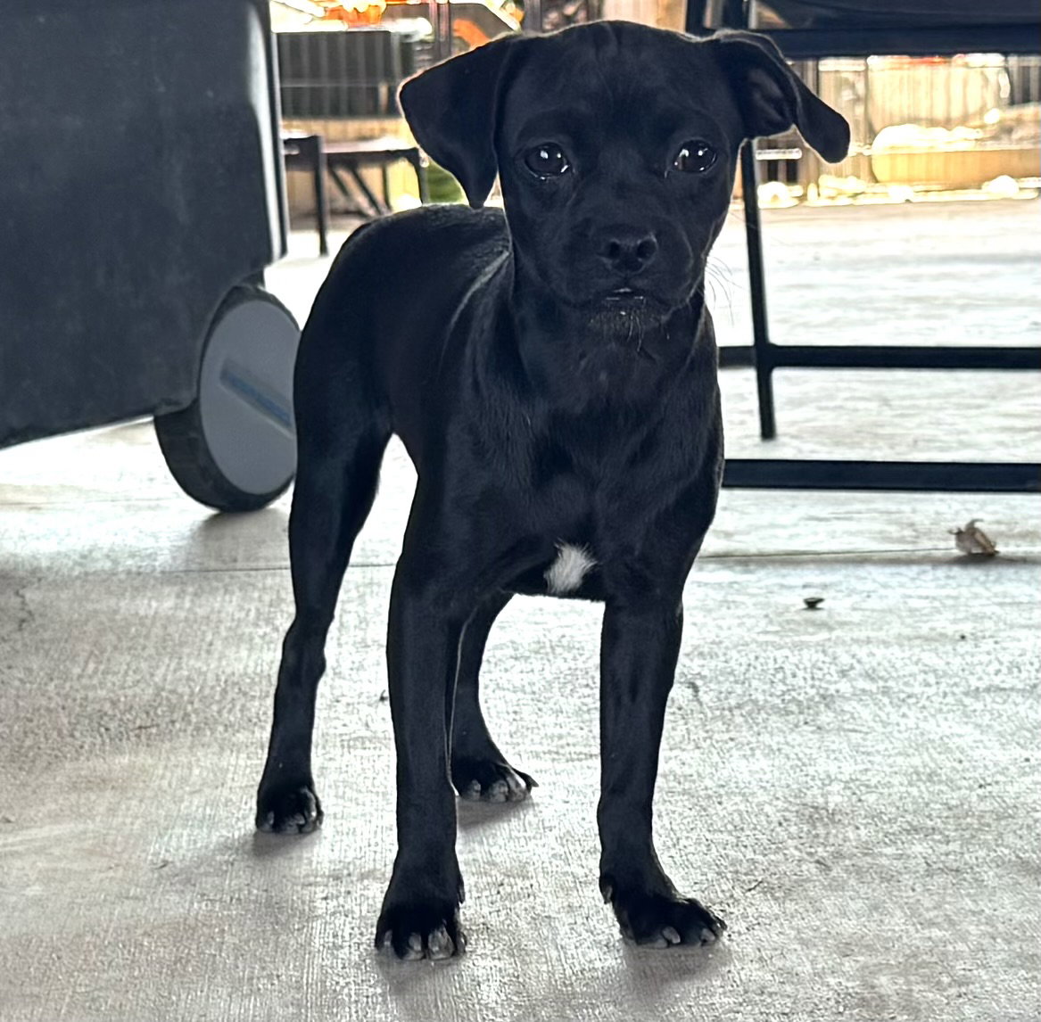 Paula, Pug