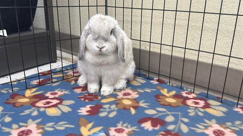 Sandy, a rabbit for adoption from Central Arizona Animal Rescue