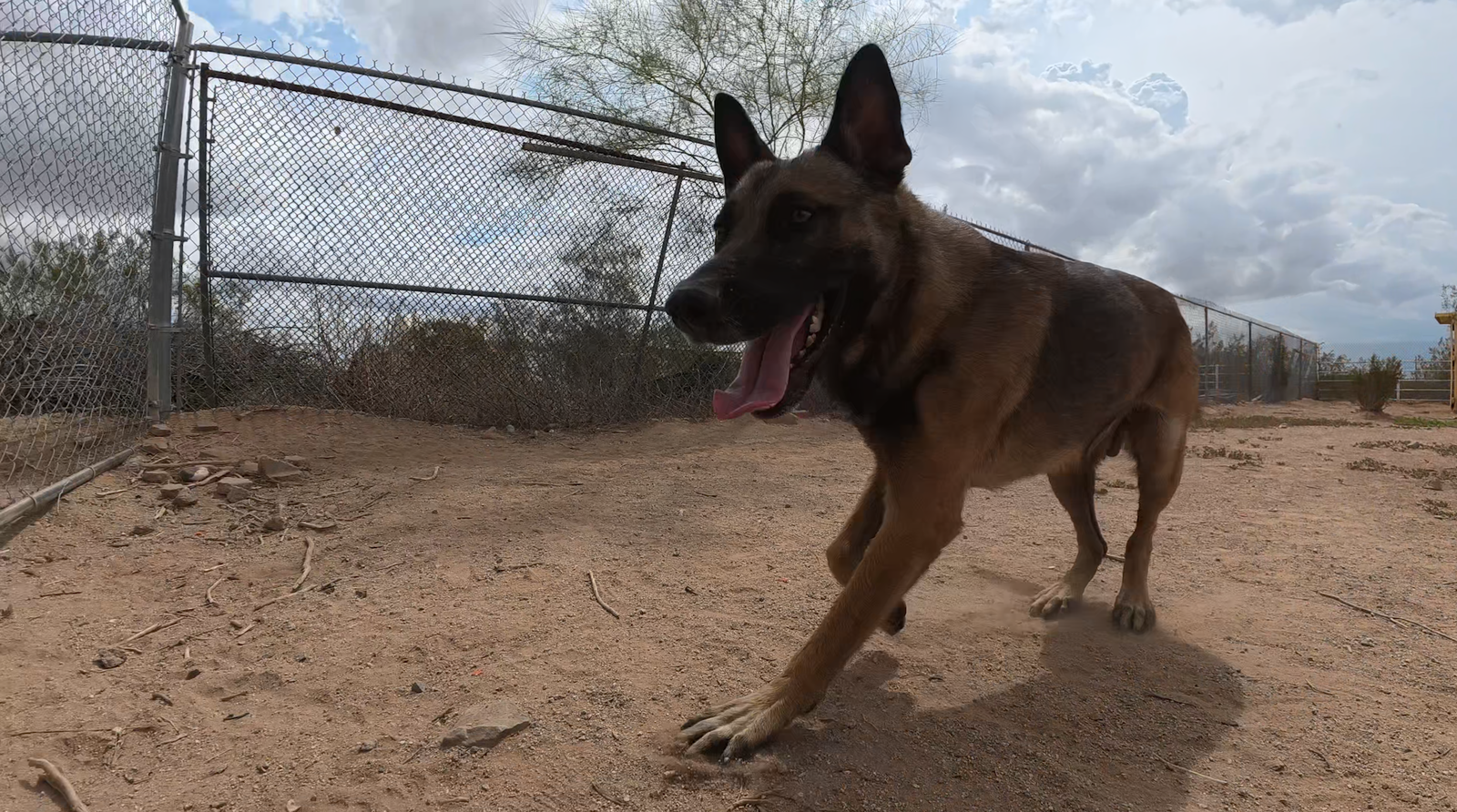 Max, Belgian Shepherd Malinois