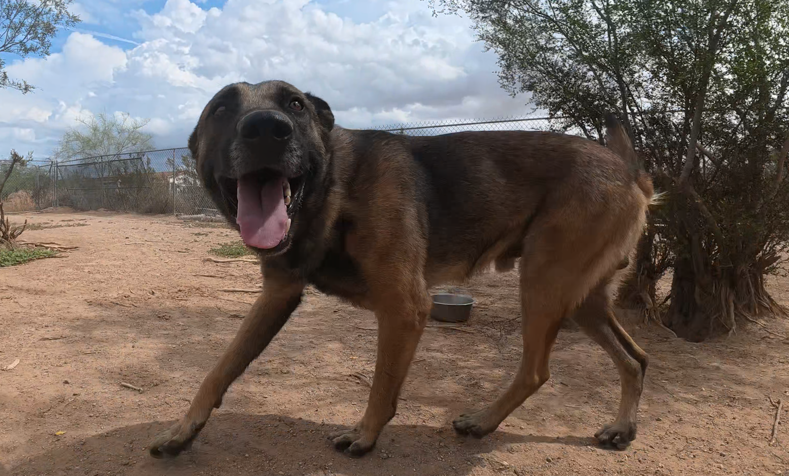 Max, photo 3