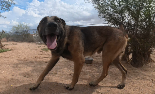 Photo 3 of Max