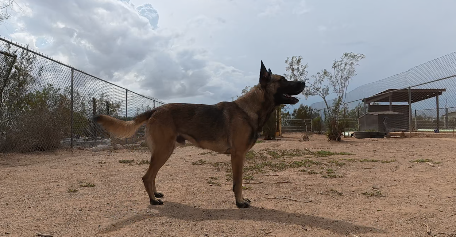 Max, photo 4