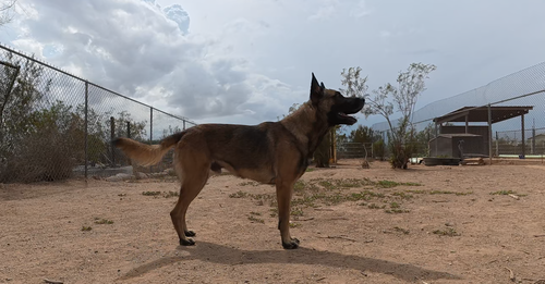 Photo 4 of Max
