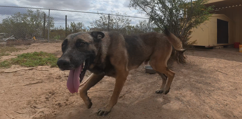 Photo 6 of Max