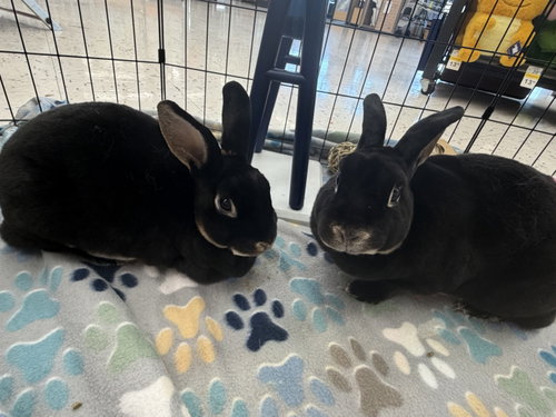 Leila, a rabbit for adoption from Central Arizona Animal Rescue
