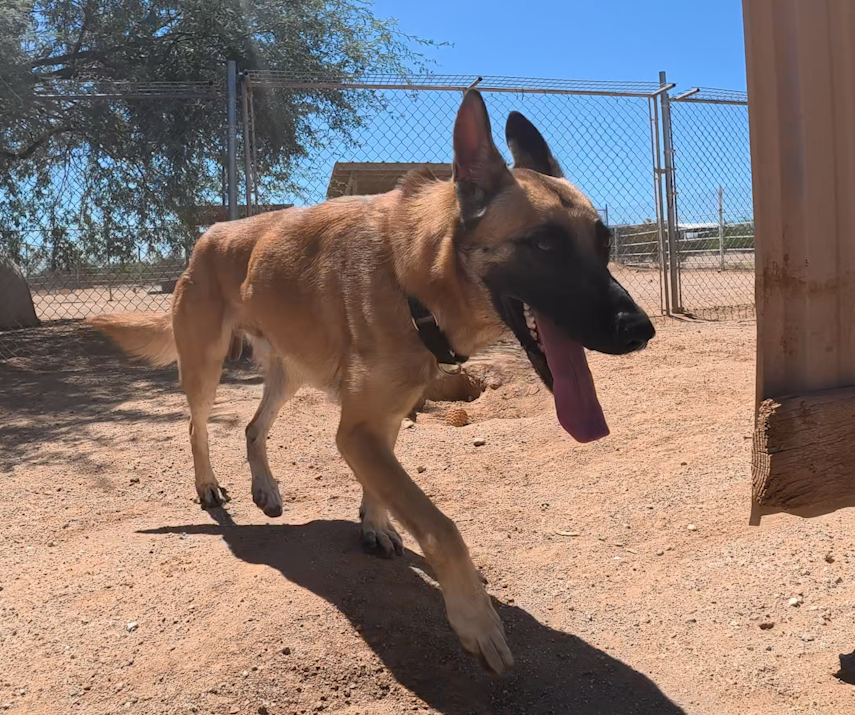 Taylon, Belgian Shepherd Malinois