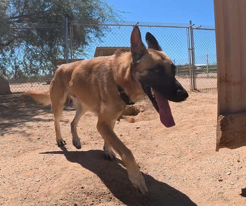 Taylon, a dog for adoption from Central Arizona Animal Rescue