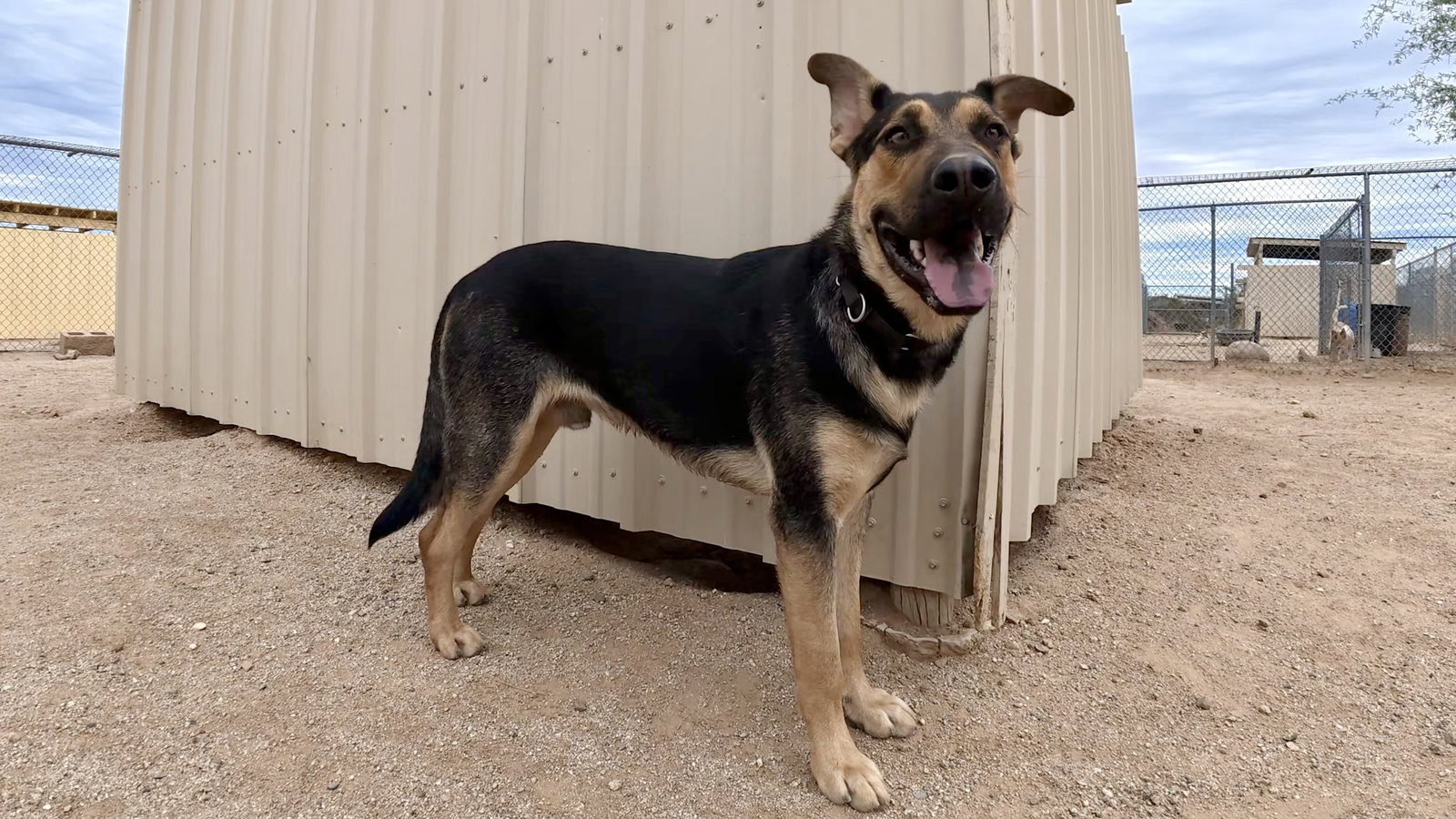 Crews, German Shepherd Dog