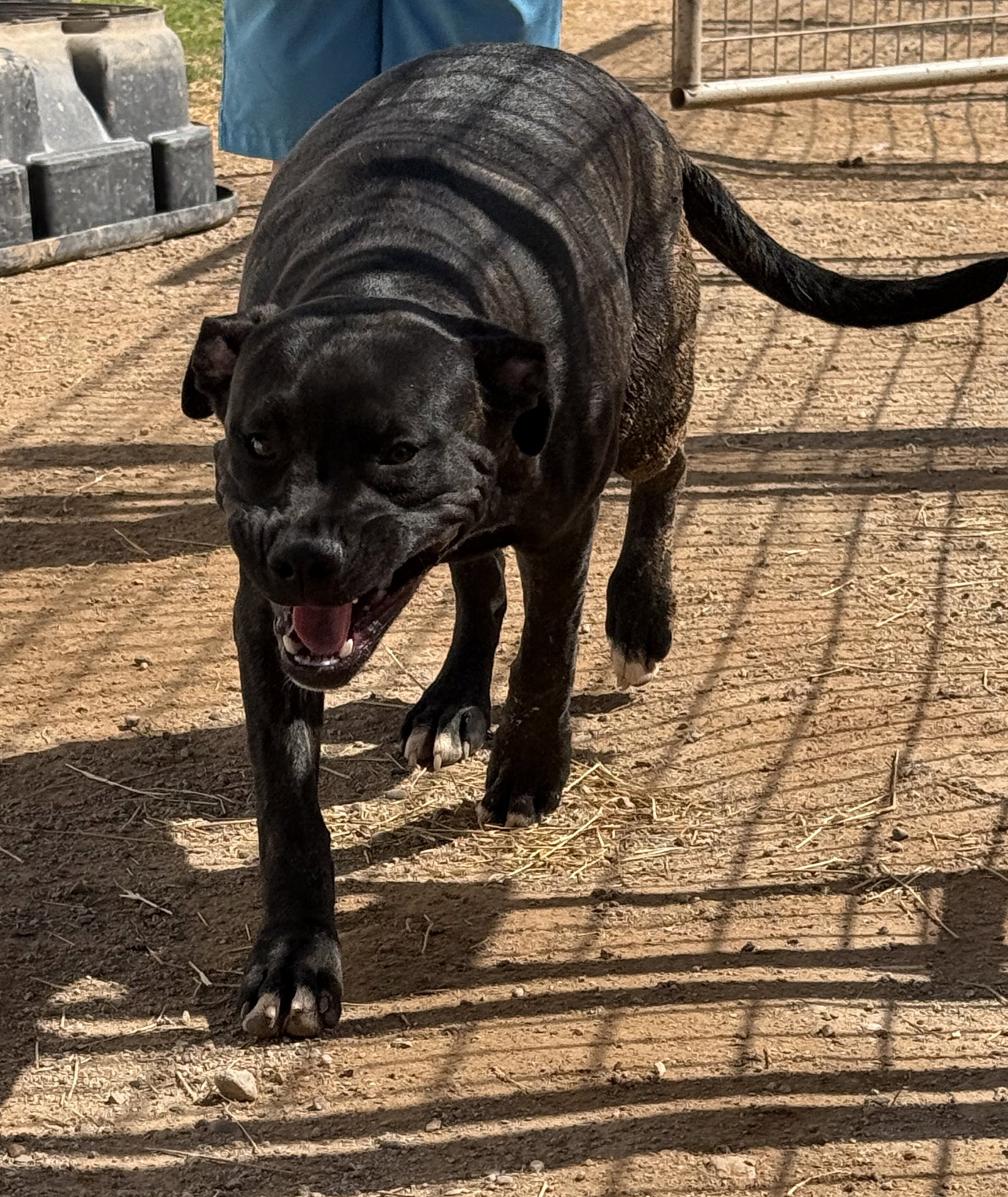 Porkchop, photo 6