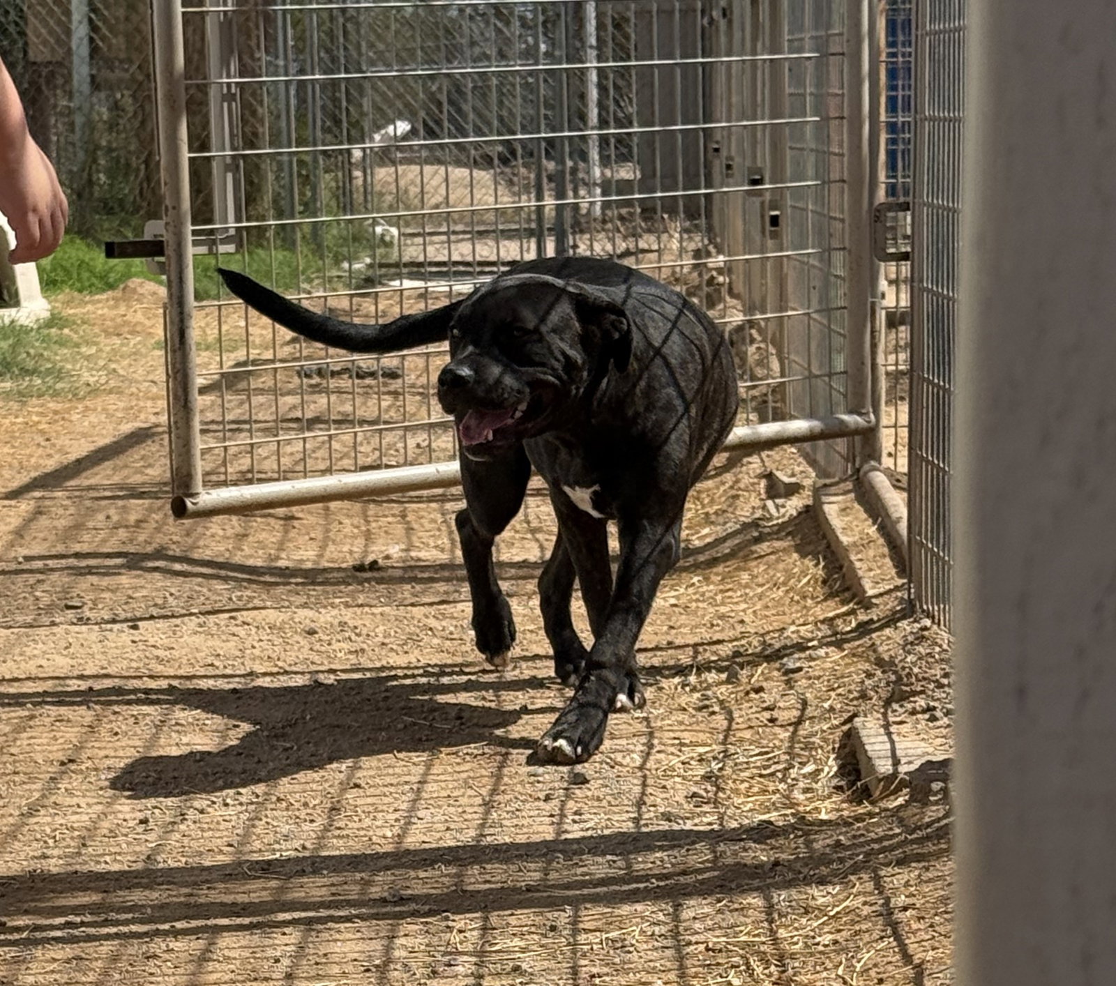 Porkchop, photo 7