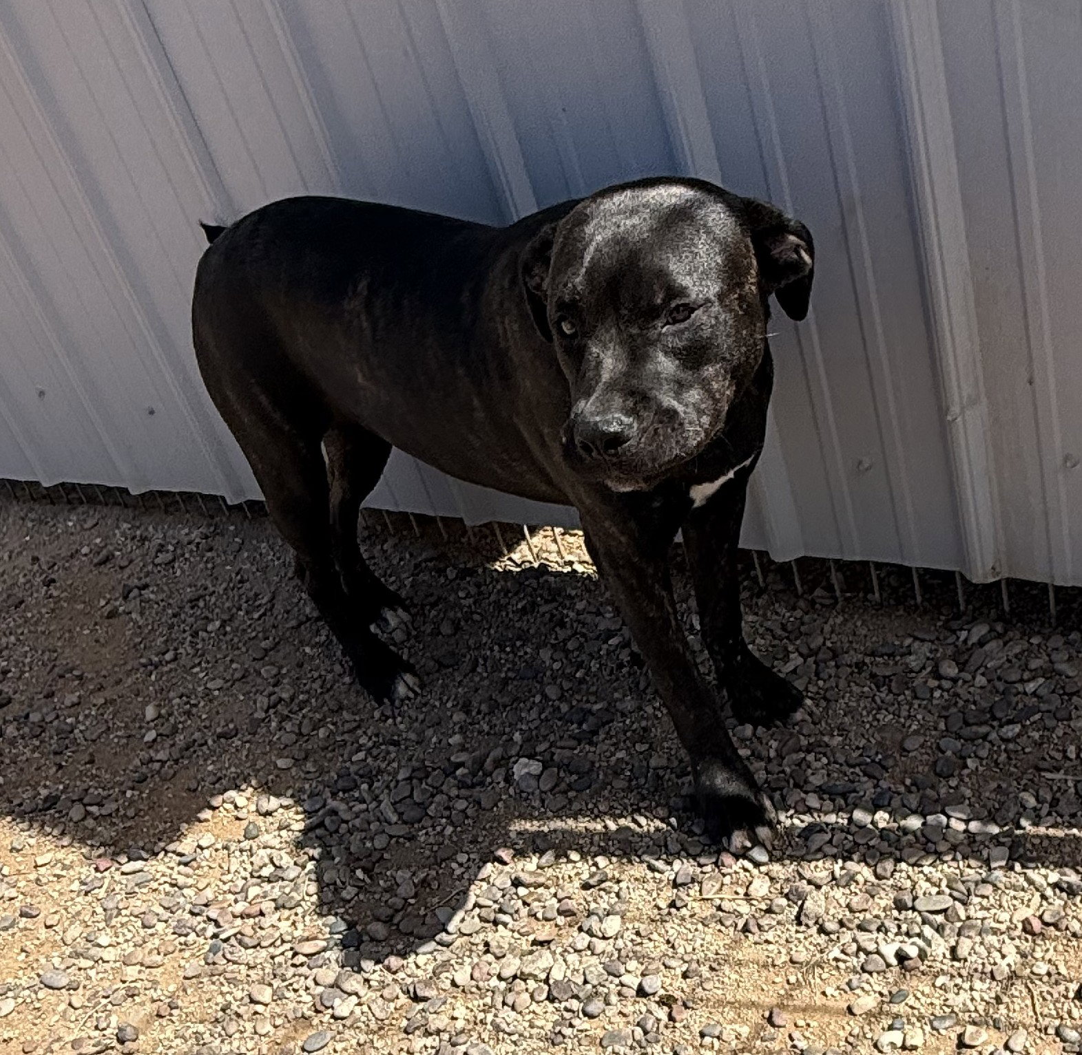Porkchop, photo 9