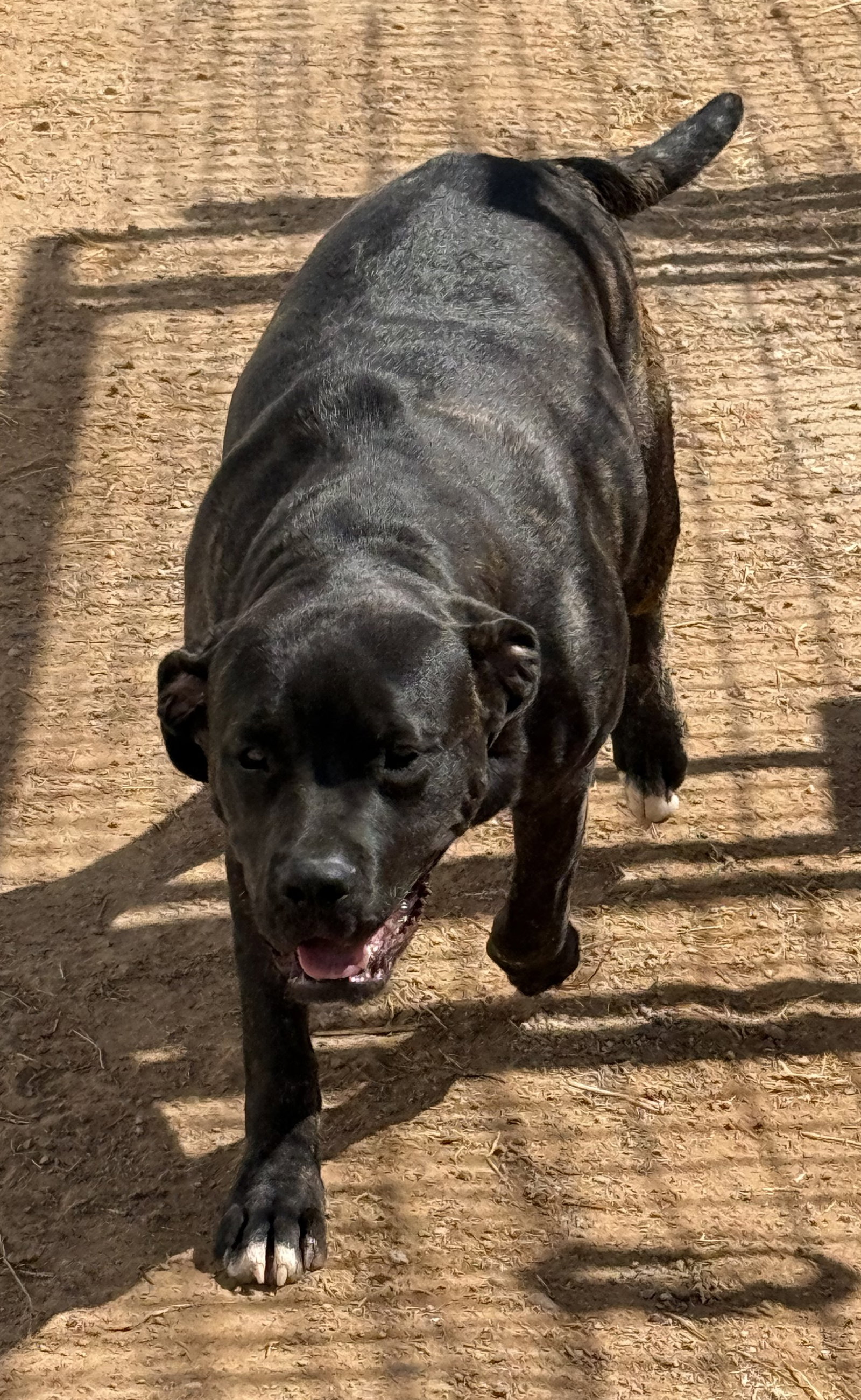 Porkchop, photo 10