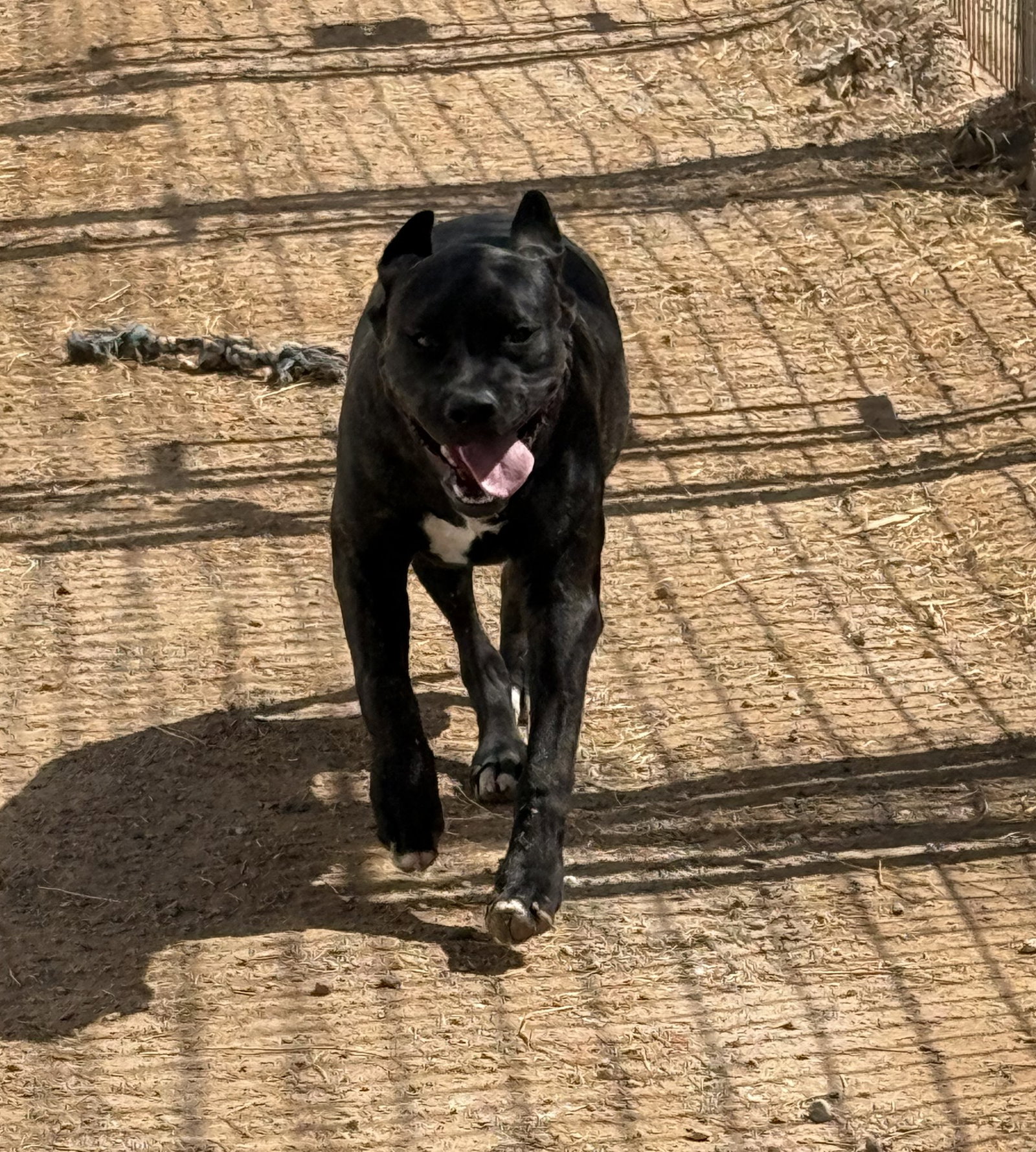 Porkchop, photo 11