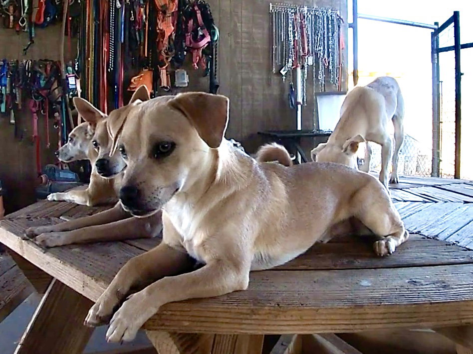 Dusty, photo 5