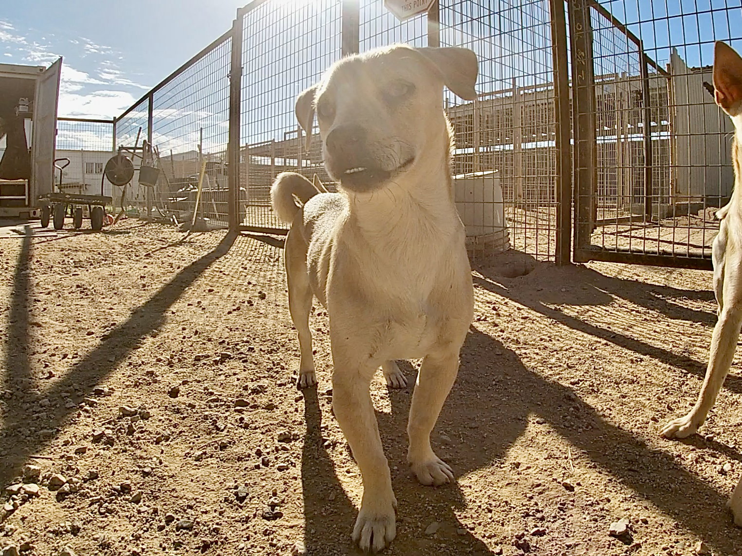 Dusty, photo 9