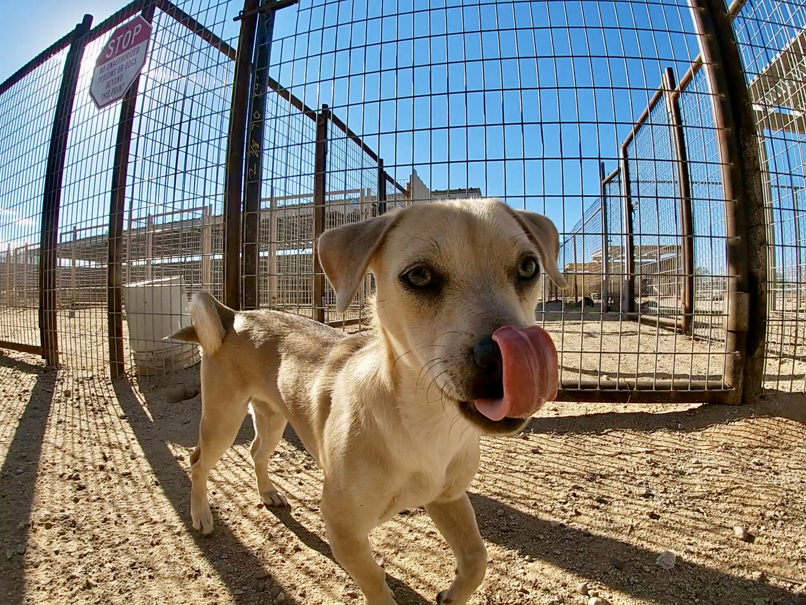 Dusty, photo 10