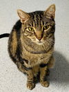adoptable Cat in Sherman Oaks, CA named Surfer