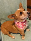 Chiquita - Photo 2