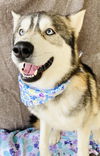adoptable Dog in Sherman Oaks, CA named Winter