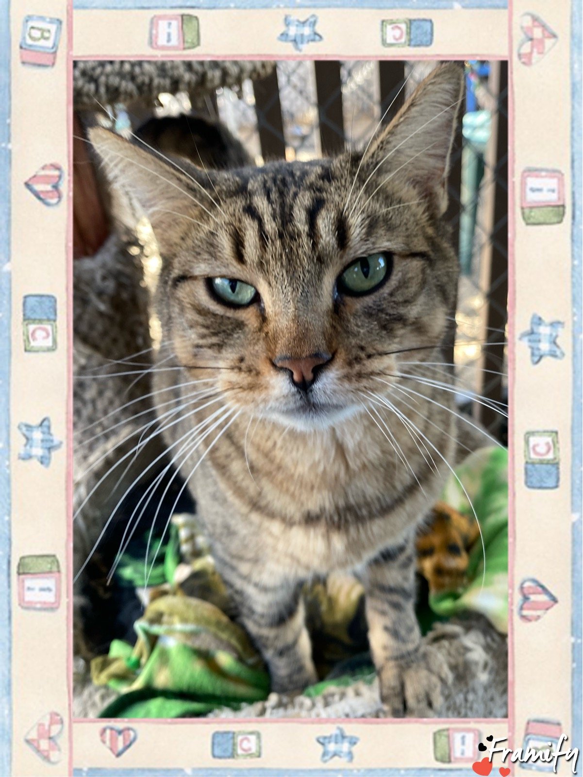 adoptable Cat in Sherman Oaks, CA named Tom