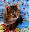 Honey - Photo 2