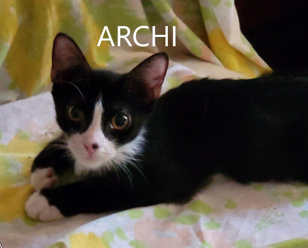 adoptable Cat in Sherman Oaks, CA named Archi